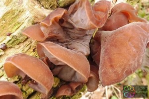 Auricularia aricual-judea (1)